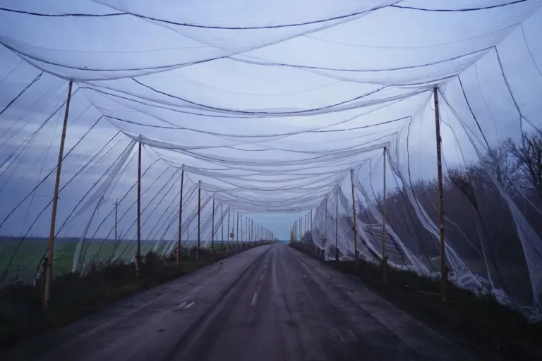 Eine Straße mit installierten Drohnenschutznetzen. Region Donezk. November 2025. Projekt „Einheiten des Sieges“. Foto: Karyna Piljuhina.