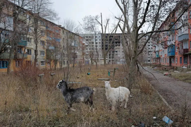 Кози у прифронтовому місті. Костянтинівка, Донеччина. Грудень 2025 року. Проєкт «Прифронтові міста». Фото: В’ячеслав Ратинський.